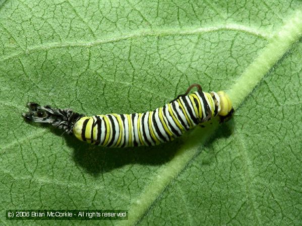 Newly Emerged Fourth Instar Caterpillar 