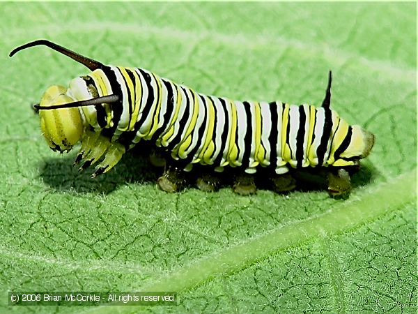 Caterpillar Drying after Instar Change