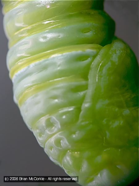 New Chrysalis Close-up