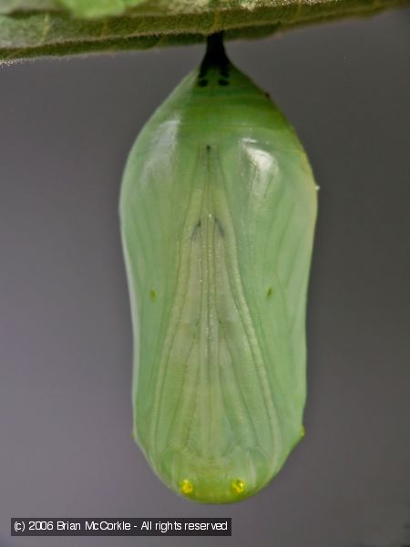 Developed Green Stage Chrysalis