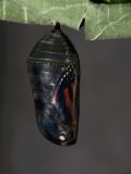 Another Monarch Chrysalis View