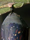 Monarch Mature Chrysalis Close-up.