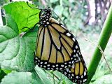 Monarch Resting and Drying