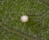 Monarch Egg