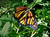 Monarch Moving Out