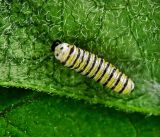 Second Instar Caterpillar