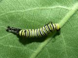 Newly Emerged Fourth Instar Caterpillar 
