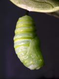 New Chrysalis