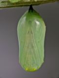 Developed Green Stage Chrysalis