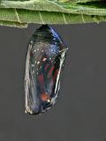 Monarch Chrysalis