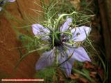 Seed Pod