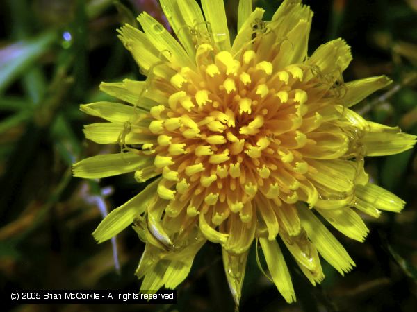 Thistle Blossom