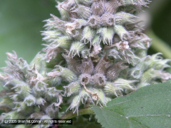 Seed Pods