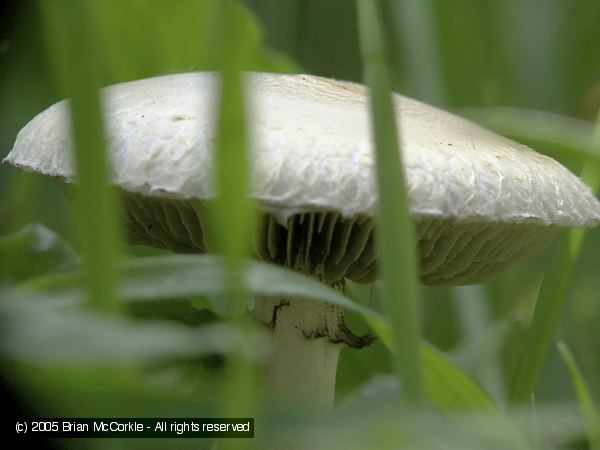 Mushroom