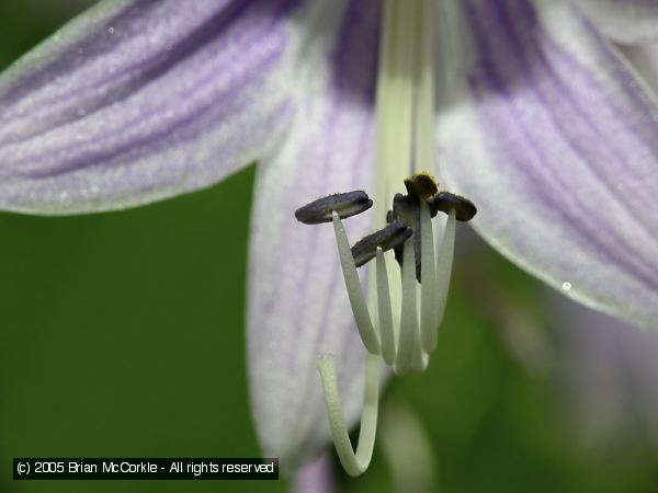 Hosta Stamens and Pistil