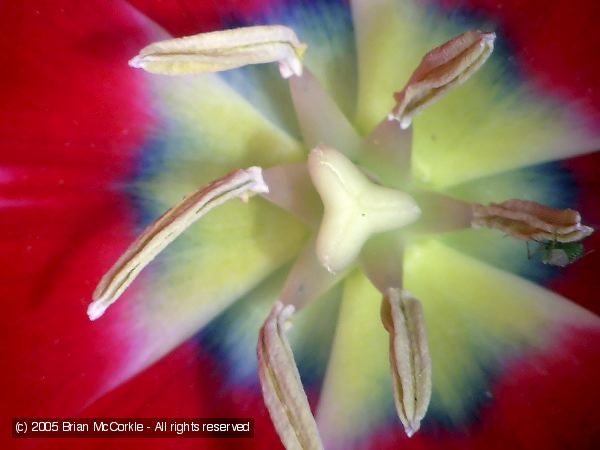 Stamens and Pistil