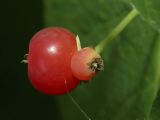 Conjoined Fruit