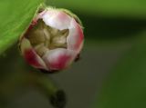 Flower Bud