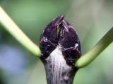 Lilac Bud