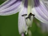 Hosta Stamens and Pistil