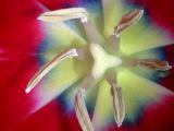 Stamens and Pistil